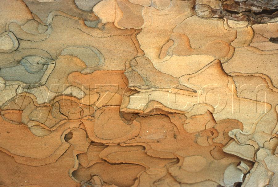 Bark / Location: Cyprus