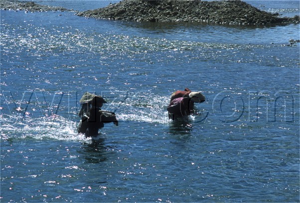 Collecting riverweed / Location: Vang Vien, Laos