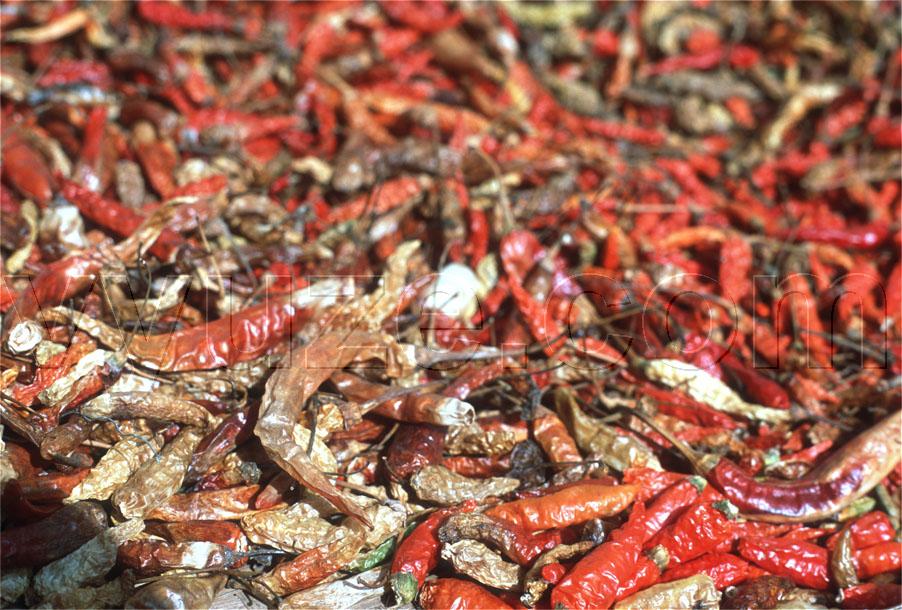 Drying chilli peppers / Location: Laos