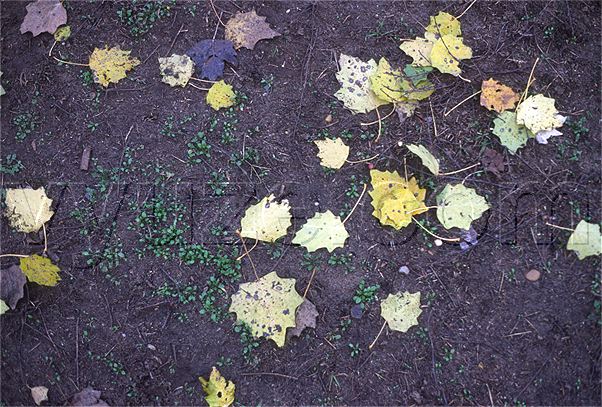 Fallen leaves / Location: Budapest, Hungary