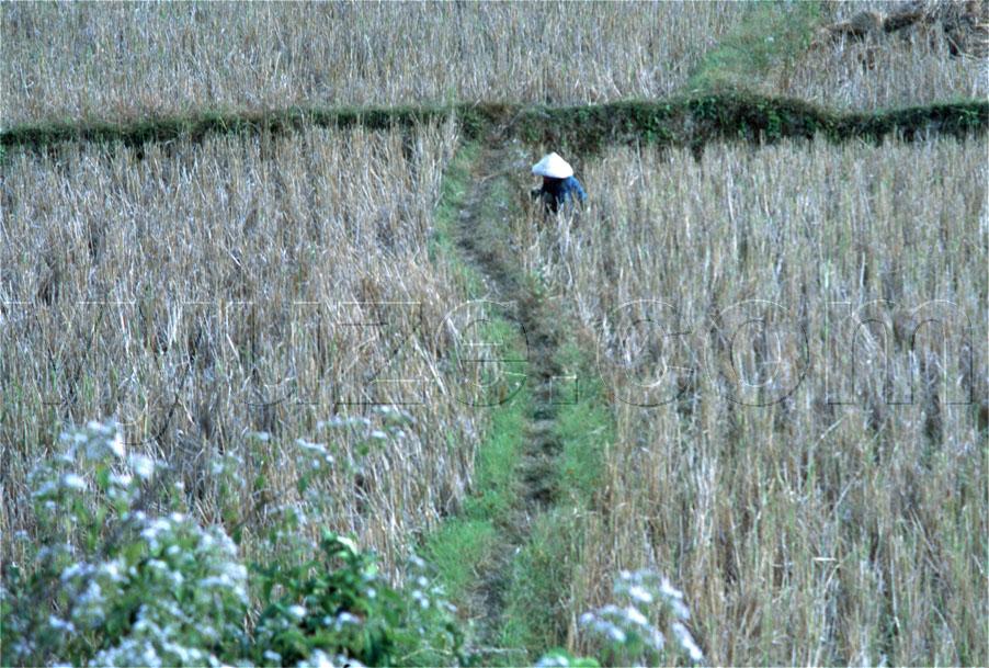 Farming / Location: Laos