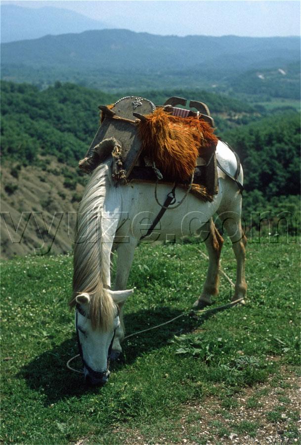 Horse with traditional saddle / Location: Near Lia, Epirus, Greece