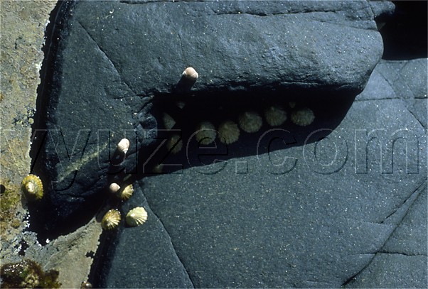 Limpets on granite / Location: Co. Mayo, Ireland