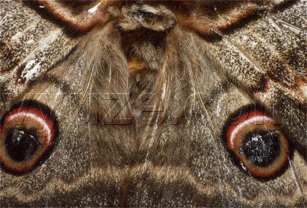 Moth / Location: Lia, Epirus, Greece