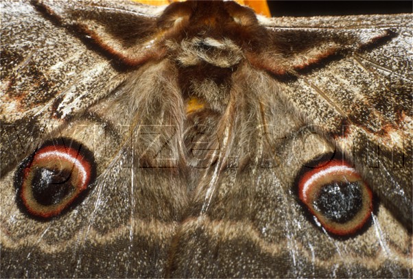 Moth / Location: Lia, Epirus, Greece