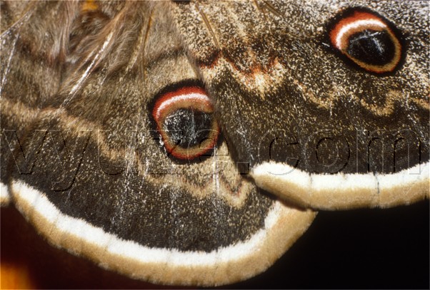 Moth / Location: Lia, Epirus, Greece