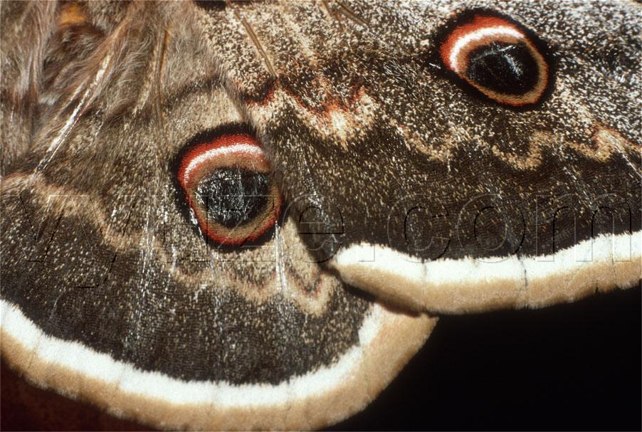 Moth / Location: Lia, Epirus, Greece