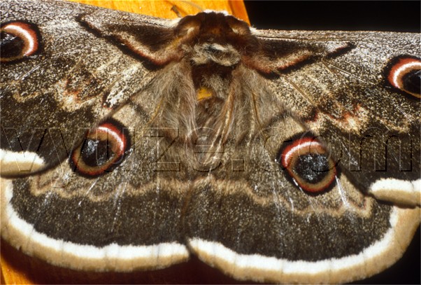 Moth / Location: Lia, Epirus, Greece