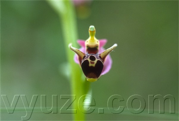 Orchid / Ophrys / Orchids growing besides a stream, in a valley below Lia. / Location: Lia, Epirus, Greece