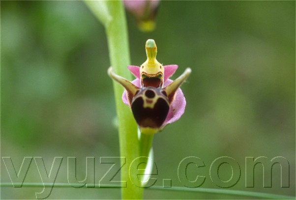 Orchid / Ophrys / Orchids growing besides a stream, in a valley below Lia. / Location: Lia, Epirus, Greece