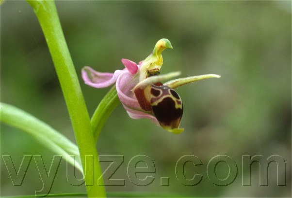 Orchid / Ophrys / Orchids growing besides a stream, in a valley below Lia. / Location: Lia, Epirus, Greece