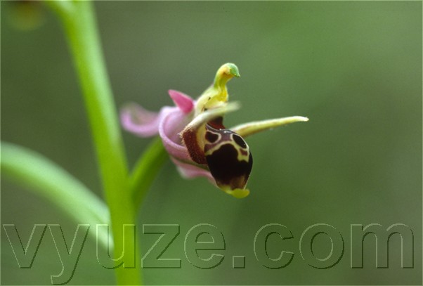 Orchid / Ophrys / Orchids growing besides a stream, in a valley below Lia. / Location: Lia, Epirus, Greece