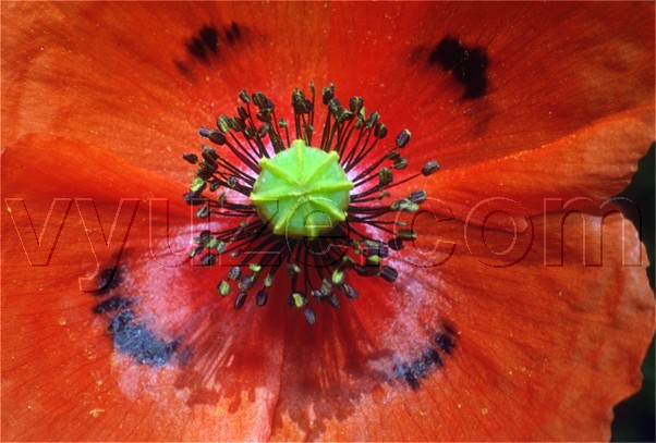 Poppy / Location: Lia, Epirus, Greece