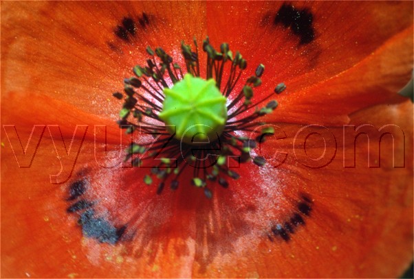 Poppy / Location: Lia, Epirus, Greece