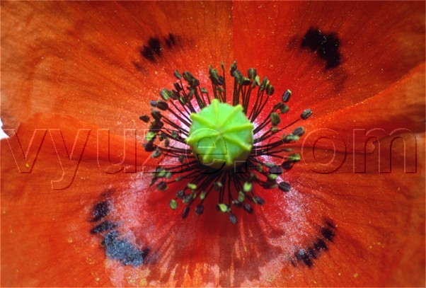 Poppy / Location: Lia, Epirus, Greece