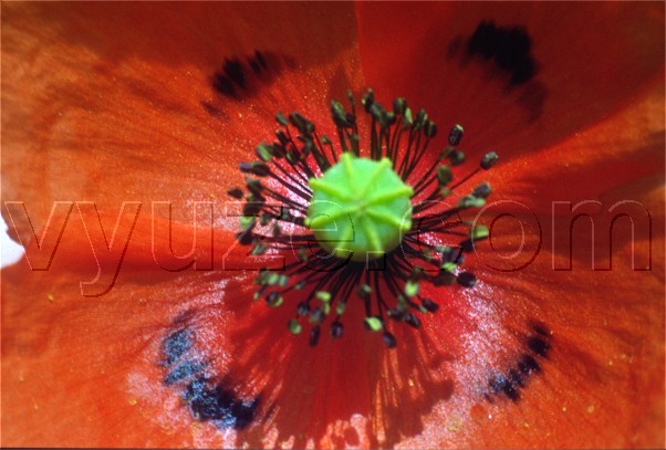 Poppy / Location: Lia, Epirus, Greece