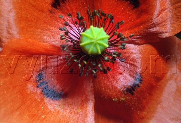Poppy / Location: Lia, Epirus, Greece