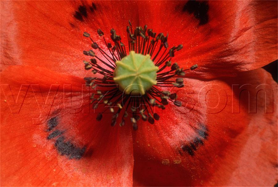 Poppy / Location: Lia, Epirus, Greece