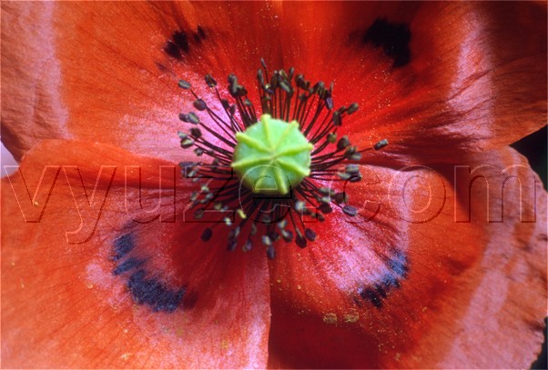 Poppy / Location: Lia, Epirus, Greece