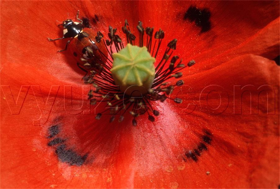 Poppy and ladybird / Location: Lia, Epirus, Greece