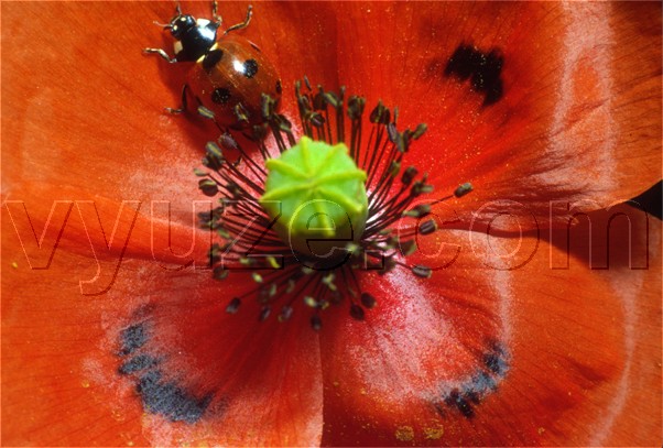 Poppy and ladybird / Location: Lia, Epirus, Greece