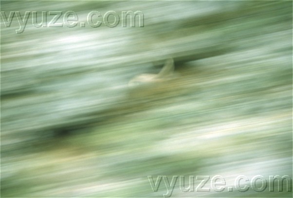 Scops owl in flight / Location: Lia, Epirus, Greece