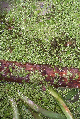 Weed on water trough / Location: Vientiane, Laos