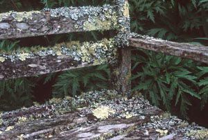 Lichen-covered bench