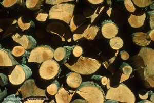 Logs