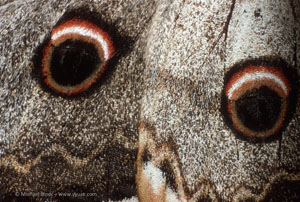 Peacock moth
