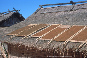 Drying river weed - Laos